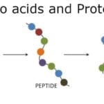 Keto Research Proteins