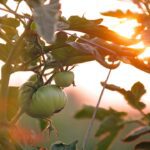 Photo Image: Scale, Vegetables